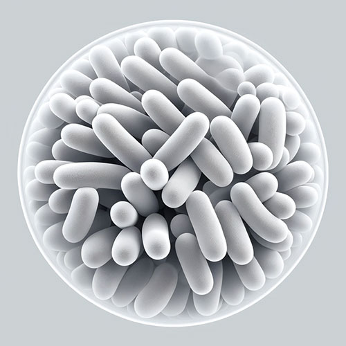 Streptococcus thermophilus